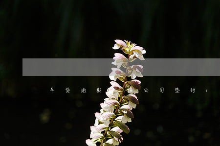 车贷逾期担保公司垫付1万 车贷逾期担保公司垫付1万