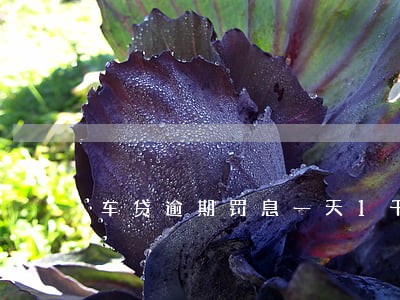 车贷逾期罚息一天1千怎么算的 车贷逾期罚息一天1千怎么算的