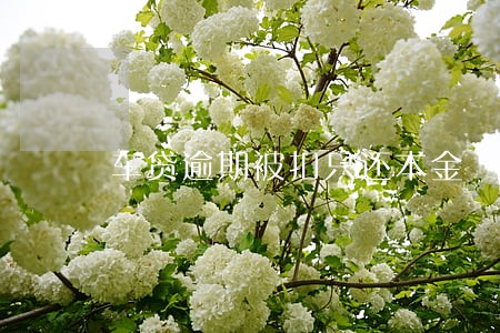 车贷逾期被扣只还本金 车贷逾期被扣只还本金