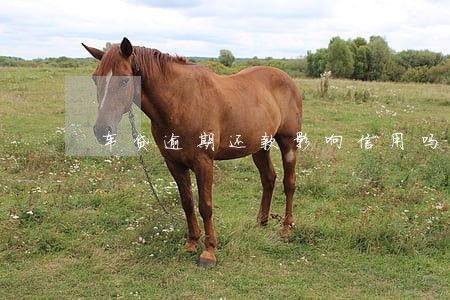 车贷逾期还款影响信用吗