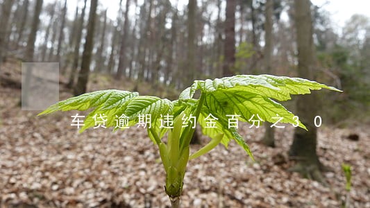 车贷逾期违约金百分之30 车贷逾期违约金百分之30