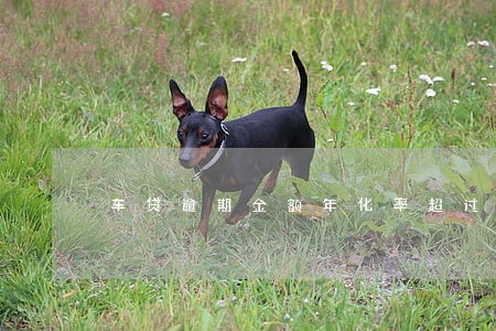 车贷逾期金额年化率超过36 车贷逾期金额年化率超过36