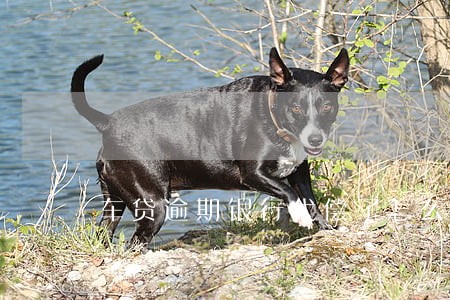 车贷逾期银行代偿了怎么处理 车贷逾期银行代偿了怎么处理