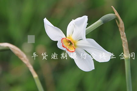 车贷逾期银行会终止合同吗 车贷逾期银行会终止合同吗