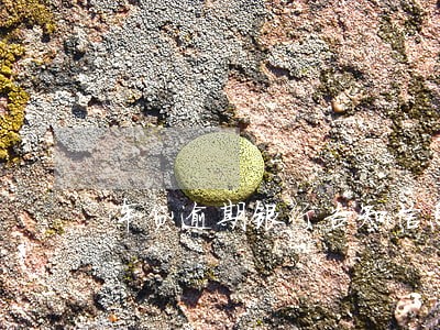 车贷逾期银行告知信息