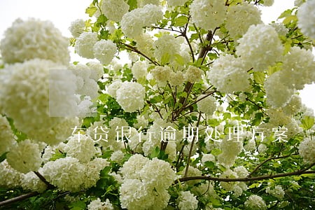 车贷银行逾期处理方案 车贷银行逾期处理方案