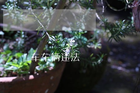 车车辆违法 车车辆违法