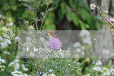车辆5次违法 车辆5次违法