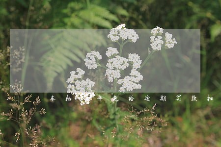车辆6年免检逾期罚款扣分 车辆6年免检逾期罚款扣分