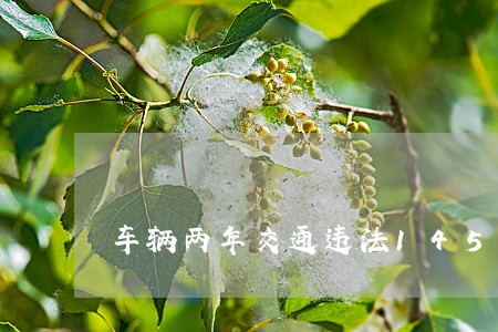 车辆两年交通违法145次