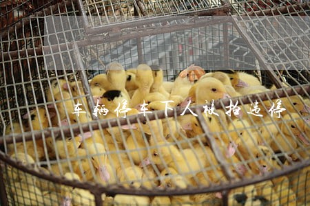 车辆停车下人被拍违停 车辆停车下人被拍违停
