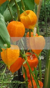车辆大本抵押贷款逾期两个月 车辆大本抵押贷款逾期两个月