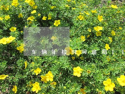 车辆年检时间逾期113天怎么办 车辆年检时间逾期113天怎么办