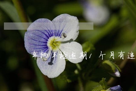 车辆年检逾期1个月有违约金 车辆年检逾期1个月有违约金