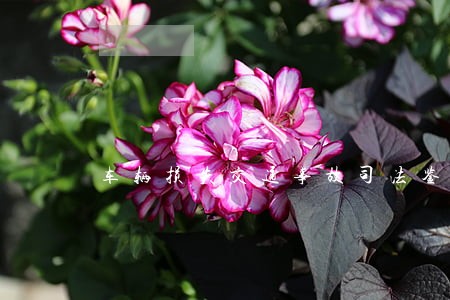 车辆损失交通事故司法鉴定费用 车辆损失交通事故司法鉴定费用