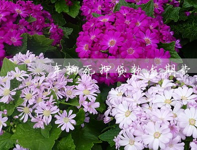 车辆死押贷款逾期费用 车辆死押贷款逾期费用