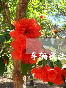 车辆被法院查封车贷 车辆被法院查封车贷