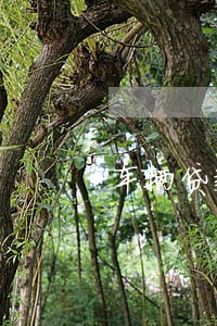 车辆贷款逾期没还要收费吗