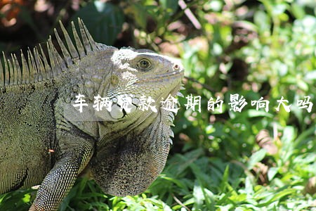 车辆贷款逾期的影响大吗 车辆贷款逾期的影响大吗