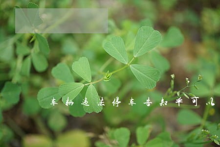 车辆违法停车告知单可以网上缴费嘛