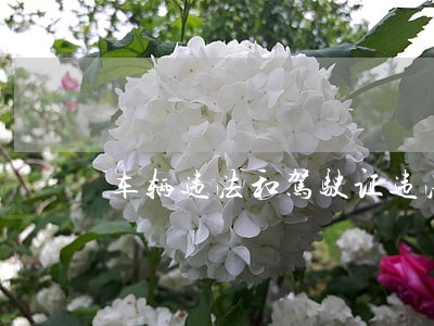 车辆违法和驾驶证违法的区别 车辆违法和驾驶证违法的区别