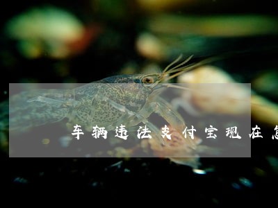 车辆违法支付宝现在怎么交不了了 车辆违法支付宝现在怎么交不了了