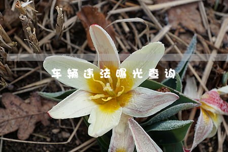 车辆违法曝光查询 车辆违法曝光查询