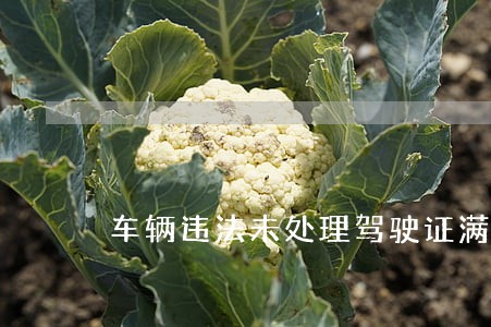 车辆违法未处理驾驶证满分 车辆违法未处理驾驶证满分