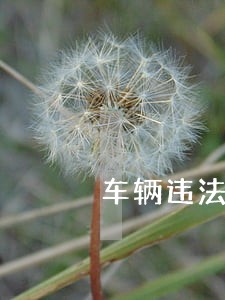 车辆违法被现场贴单 车辆违法被现场贴单