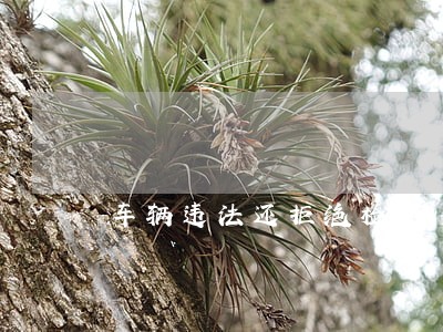 车辆违法还拒绝检查 车辆违法还拒绝检查