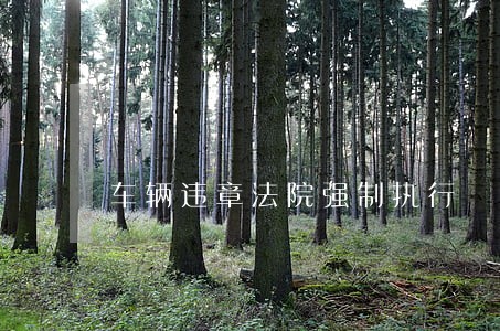 车辆违章法院强制执行 车辆违章法院强制执行