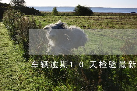 车辆逾期10天检验最新规定 车辆逾期10天检验最新规定