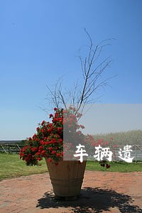 车辆遗弃处罚条例 车辆遗弃处罚条例