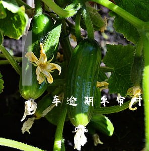 车逾期年审对信用有影响吗 车逾期年审对信用有影响吗