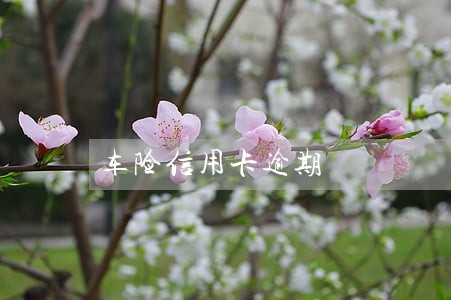 车险信用卡逾期 车险信用卡逾期