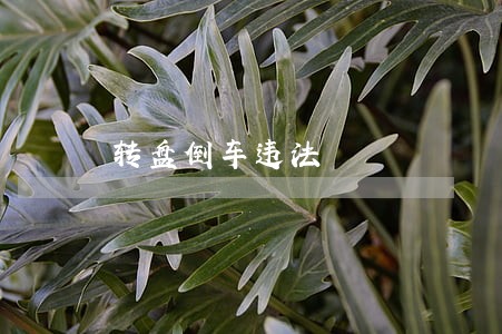 转盘倒车违法