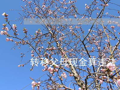 转移父母现金算违法