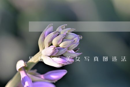 转载网上美女写真图违法吗 转载网上美女写真图违法吗
