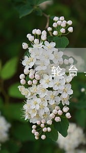 轮台县wto事务在线律师咨询