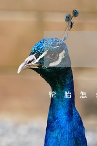 轮胎怎么改装才算违法 轮胎怎么改装才算违法