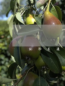 轮胎是通过欧盟什么法规 轮胎是通过欧盟什么法规
