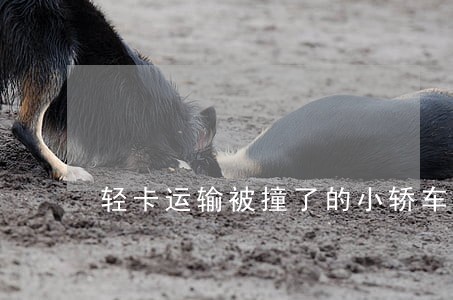 轻卡运输被撞了的小轿车违法吗 轻卡运输被撞了的小轿车违法吗