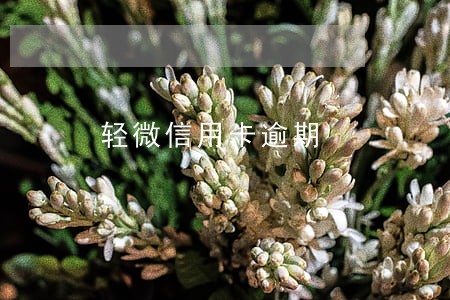 轻微信用卡逾期