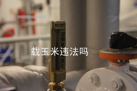 载玉米违法吗