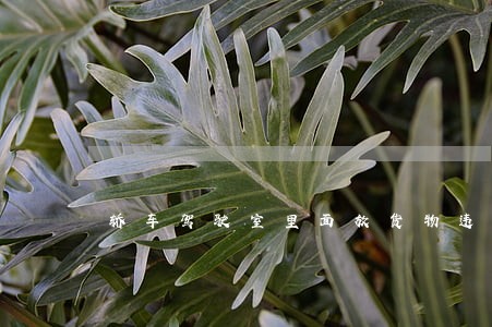 轿车驾驶室里面放货物违法吗 轿车驾驶室里面放货物违法吗