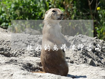 较好的离婚律师咨询业务
