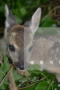 辅警为什么有民警警衔 辅警为什么有民警警衔