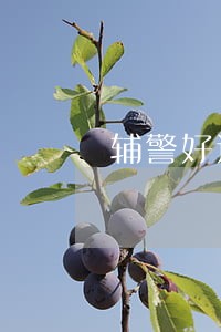 辅警好还是公安好 辅警好还是公安好