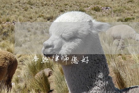 辛然律师您好