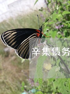 辛集债务纠纷律师排名 辛集债务纠纷律师排名